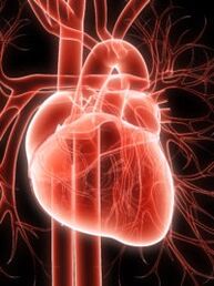 Sistema cardiovascular e hipertensión arterial
